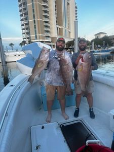 3 Gag Grouper caught while fishing in FL