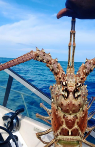 Potato grouper caught while fishing in Andros Town
