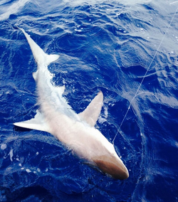 A Blacktip Shark swimming in the waters of Islamorada