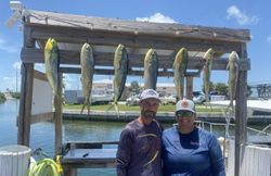 Seven fresh mahi mahi fish hanging from cleaning station rack in Islamorada FL marina