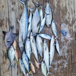 Fresh caught King Mackerel, Blackfin Tuna, and Grey Triggerfish displayed on wooden dock in Islamorada FL