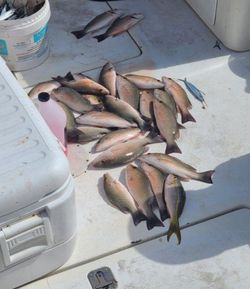 Fresh catch of grey snapper and yellowfin displayed on boat deck in Islamorada FL