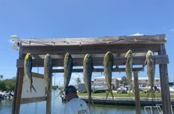 Seven mahi mahi fish hanging from wooden cleaning station in Islamorada Florida