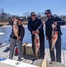 3 striped bass caught fishing in NJ
