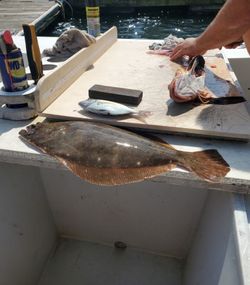 Stunning summer flounder caught in Neptune City