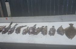 Two winter flounder caught fishing in NJ