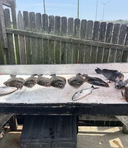 3 bluefish caught in Neptune City