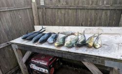 Fish-Species