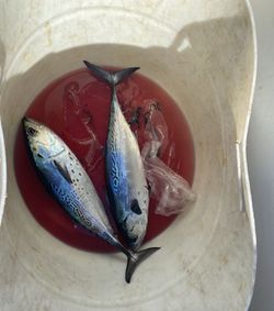 Little Tunny fish caught while fishing in Neptune City