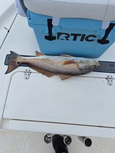 Fish-Species