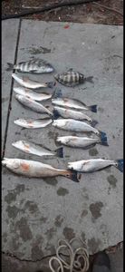 Fish-Species