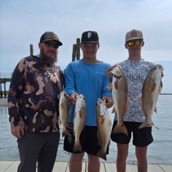 Fish-Species