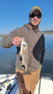 Fish-Species