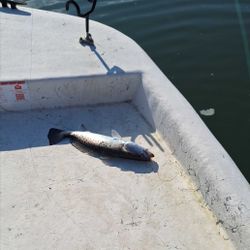 Fish-Species