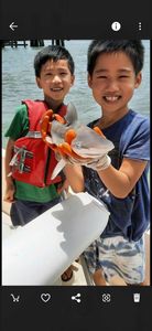 A single Atlantic Sharpnose Shark measuring 11 inches, caught while fishing in SC.