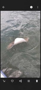 fishing in south carolina