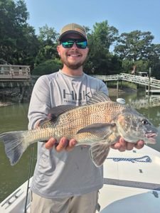 A black drum fish caught on a fishing trip in Hilton Head Island