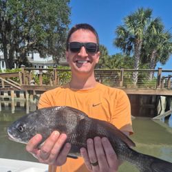 Black Drum fish caught in SC