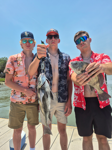 Reeling in a huge Black Drum on a clear day in Hilton Head!