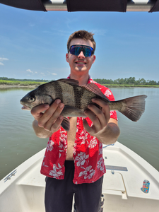 Reeling in the best Black Drum on a crystal clear day in Hilton Head!