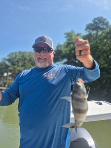 A black drum fish caught at Hilton Head Island