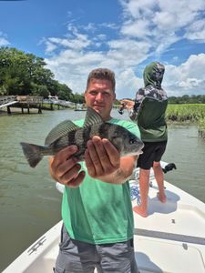 Black Drum fish caught at Hilton Head Island