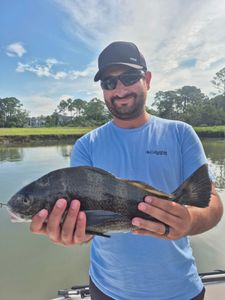 A black drum fish caught while fishing on Hilton Head Island