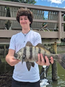 A single black drum fish caught on Hilton Head Island