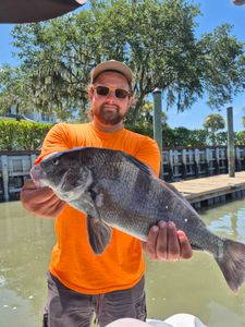 Angler holding a large black drum fish caught at Hilton Head Island