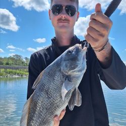 Fish-Species