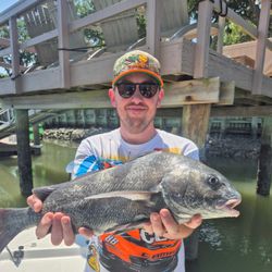 Huge black drum fish caught by angler on Hilton Head Island