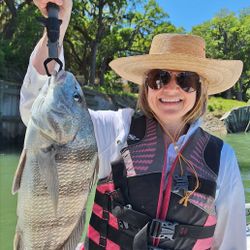 Sheepshead fish caught by angler at Hilton Head Island