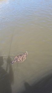 Summer flounder caught fishing in SC