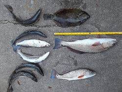 Three fish caught in South Carolina