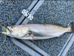Fishing trip in Galveston
