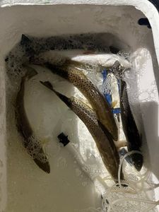 A fishing trip in Galveston, Texas