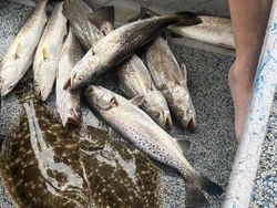 6 spotted weakfish and bluefish caught in Galveston, Texas