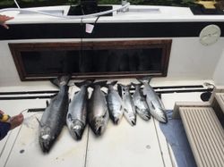 6 bluefish caught while fishing in NY