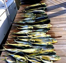 Morehead City NC fishing: Mahi mahi season