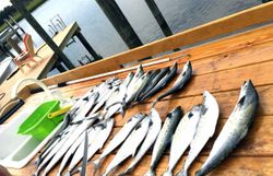 Good Catch! Spanish Mackerel fishing trip!
