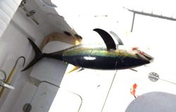 Blackfin tuna fish caught while fishing in NC