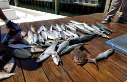 Two fish caught while fishing in Morehead City