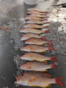 Lane Snapper Haul In Florida Waters