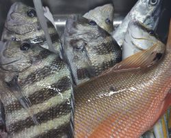Three sheepshead, white grunt, and black drum fish caught in FL