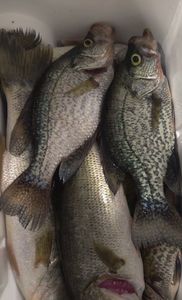 Three crappie fish caught fishing in FL