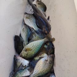 3 crappie fish caught in Fort Pierce