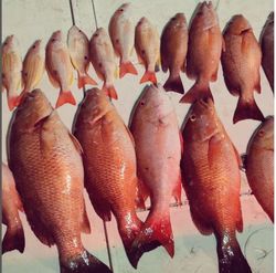 Ten fish caught in FL while fishing