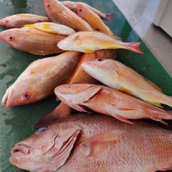 5 fish caught fishing in Fort Pierce