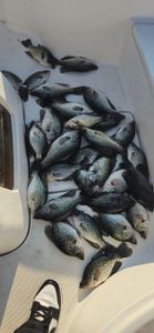 Fishing in Fort Pierce