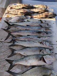 Fresh caught bluefish and Spanish mackerel displayed on boat deck in Fort Pierce FL